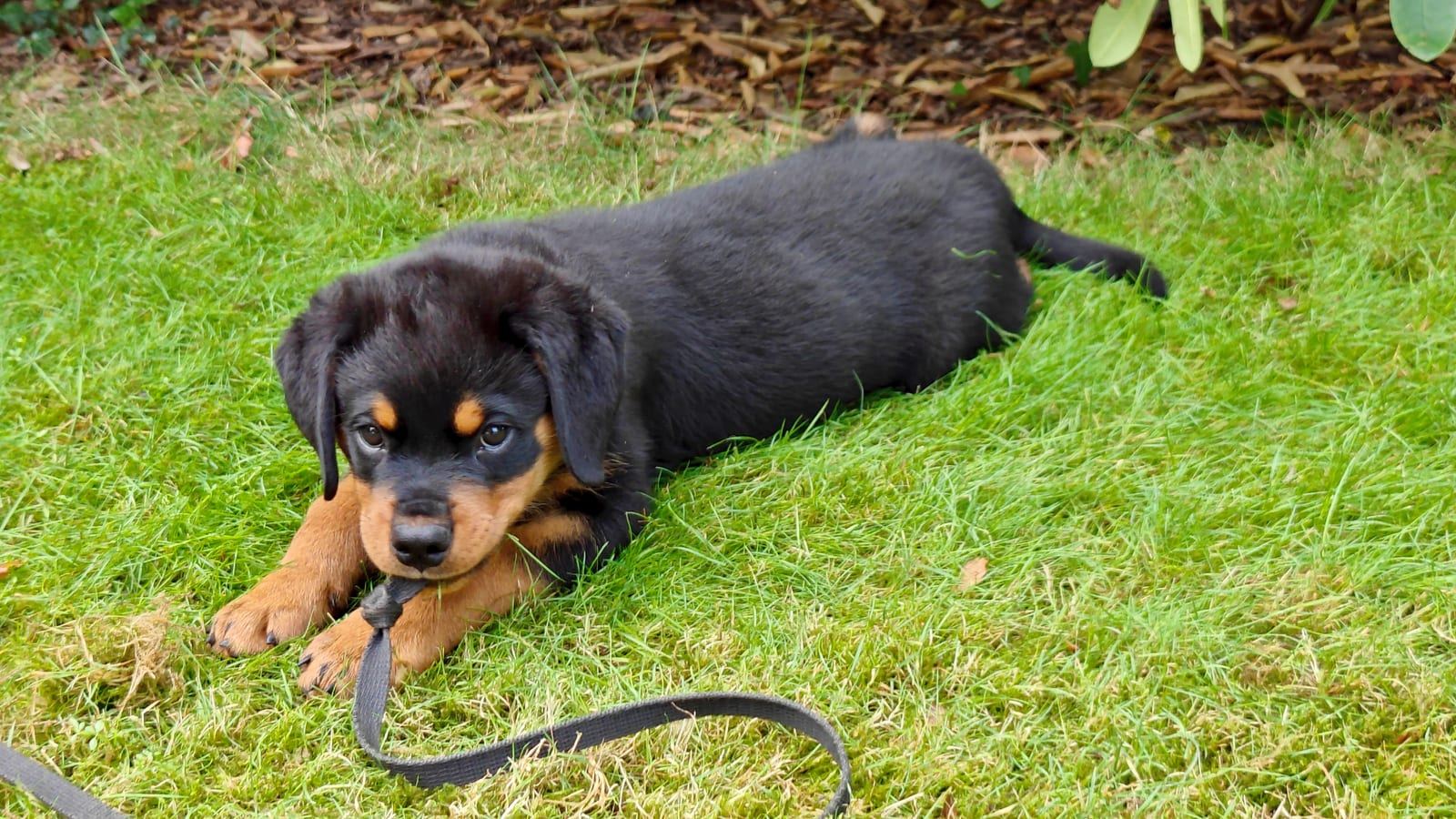 Eddi liegt im Gras und knabbert an seinem Spielzeug.