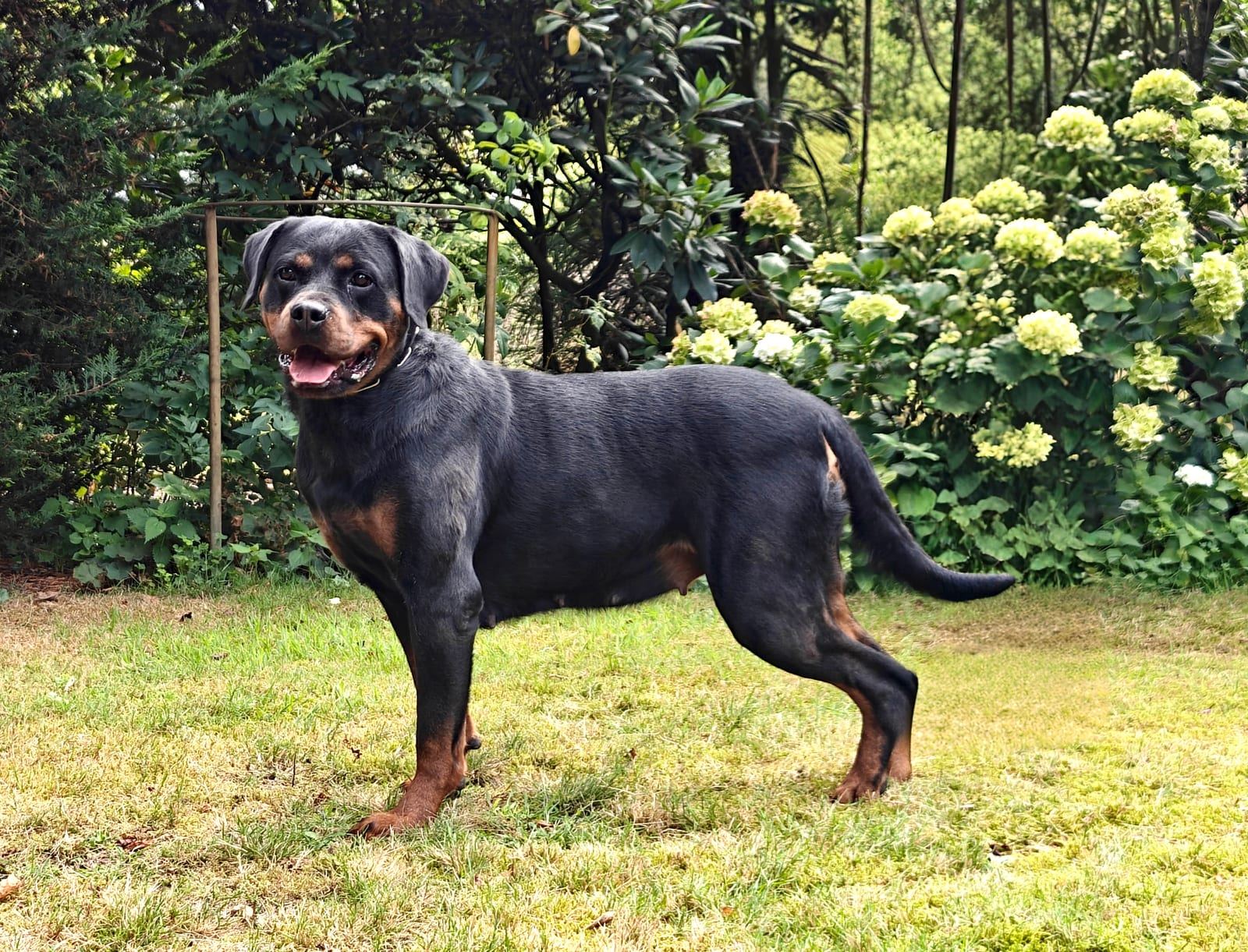 Samba im Stand, seitlich im Garten aufgenommen.