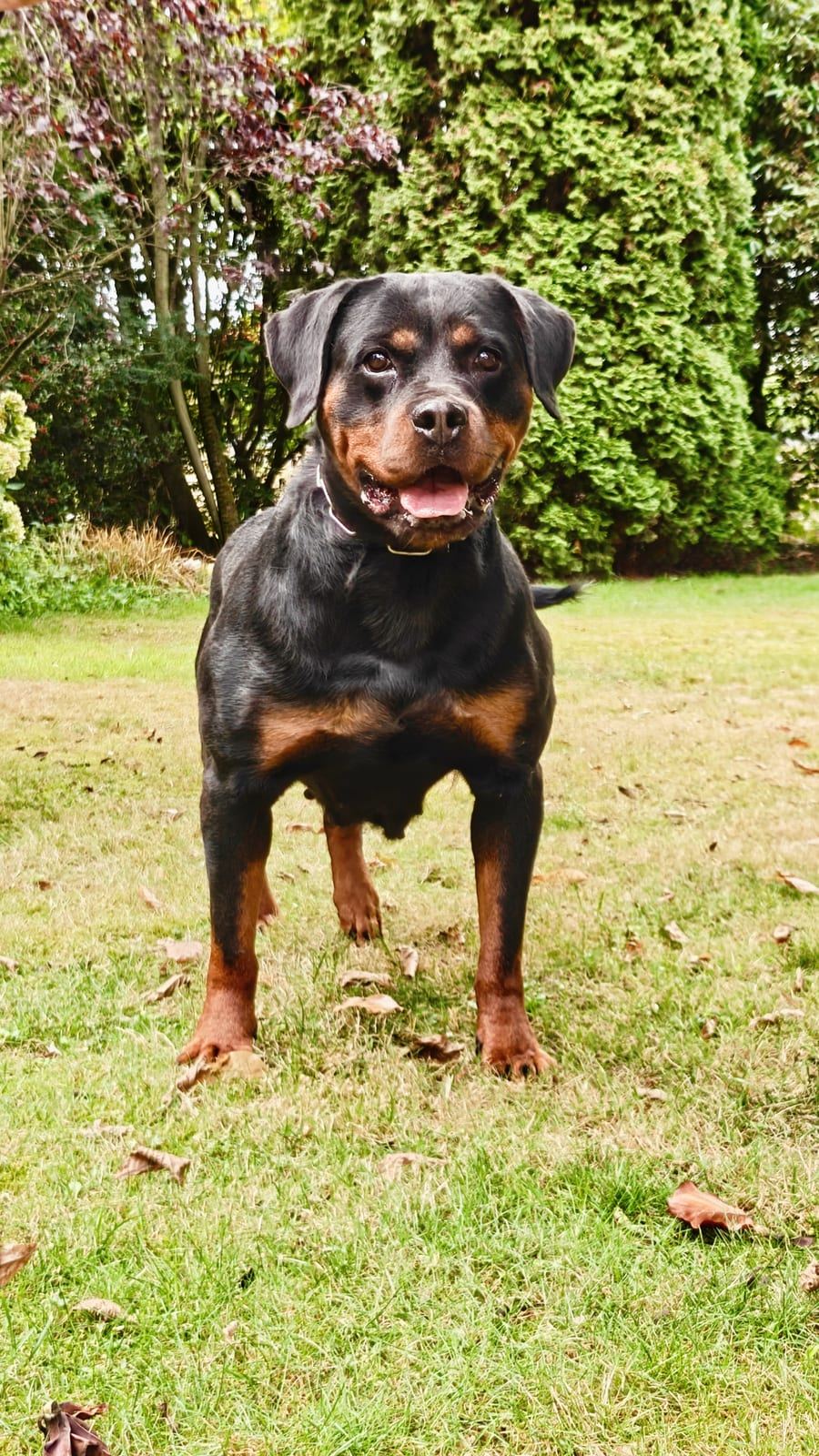 Samba von vorn, mitten auf der Wiese hinter dem Haus.